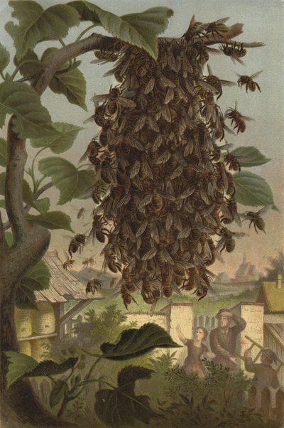 Racimo de abejas, enjambre de European School